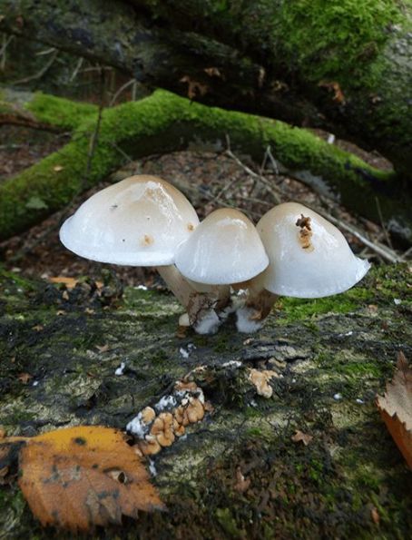 A trio of caps on beech in the New Forest, UK.